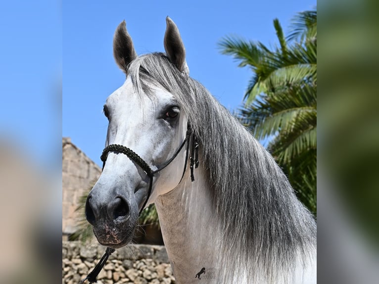 Andalusian Stallion 6 years 16,1 hh Gray in Menorca