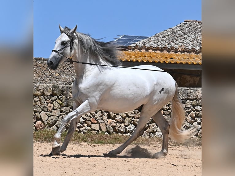 Andalusian Stallion 6 years 16,1 hh Gray in Menorca