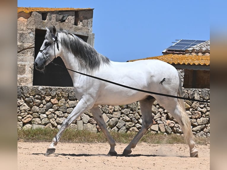 Andalusian Stallion 6 years 16,1 hh Gray in Menorca