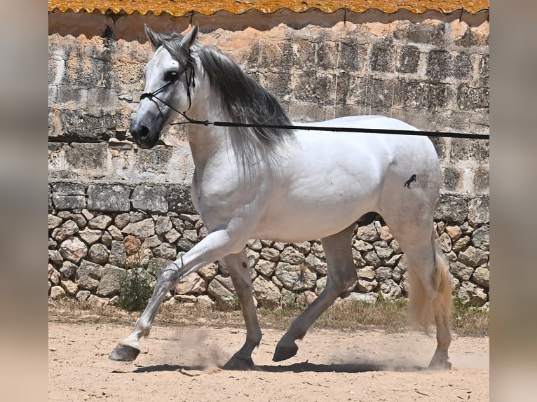 Andalusian Stallion 6 years 16,1 hh Gray in Menorca