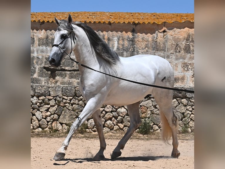 Andalusian Stallion 6 years 16,1 hh Gray in Menorca