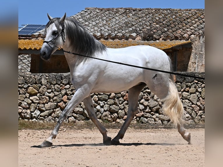 Andalusian Stallion 6 years 16,1 hh Gray in Menorca