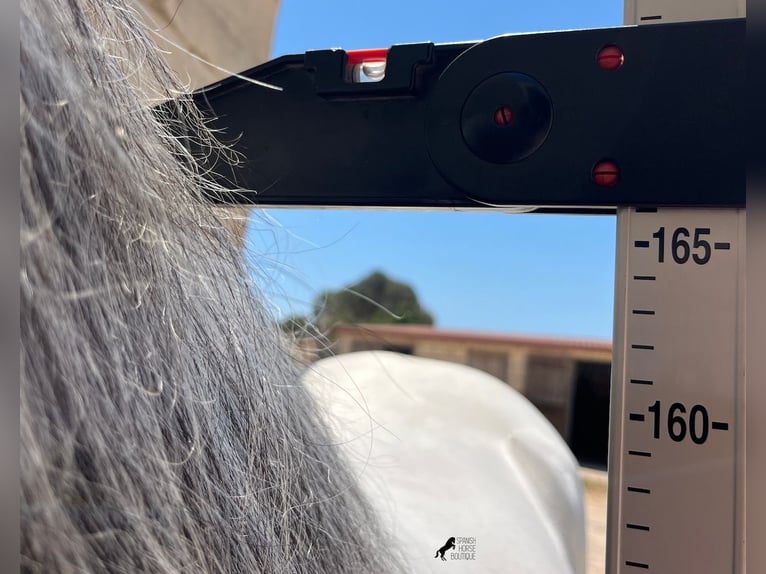 Andalusian Stallion 6 years 16,1 hh Gray in Menorca