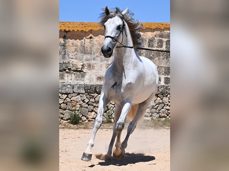 Andalusian Stallion 6 years 16,1 hh Gray in Menorca