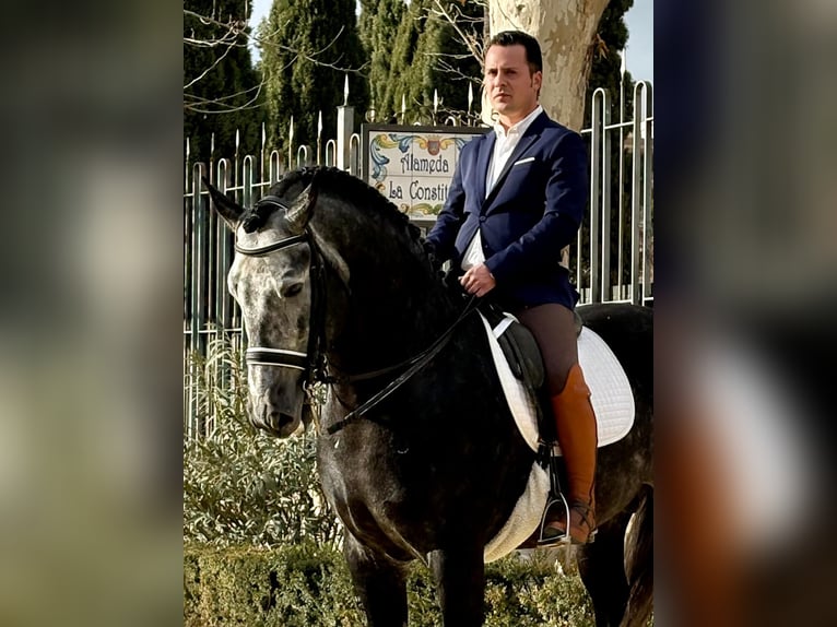 Andalusian Stallion 6 years 16,2 hh Grey-Blue-Tan in Ermelo