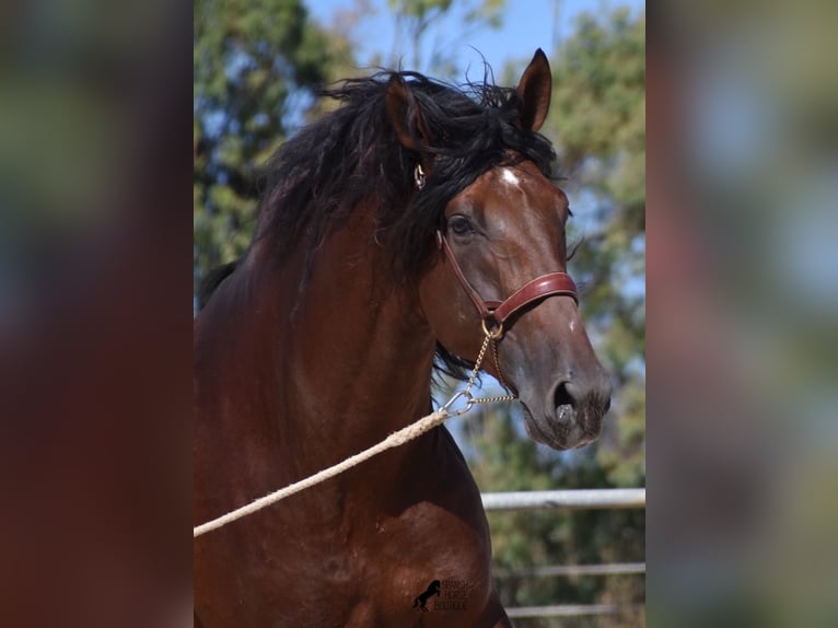 Andalusian Stallion 6 years 17,2 hh Brown in Mallorca