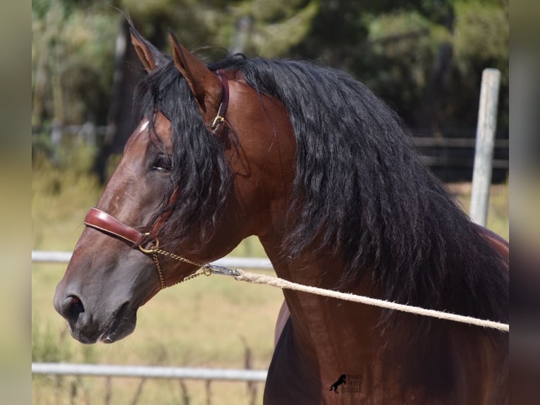 Andalusian Stallion 6 years 17,2 hh Brown in Mallorca