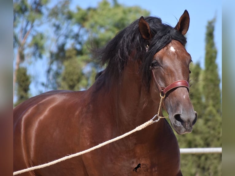 Andalusian Stallion 6 years 17,2 hh Brown in Mallorca