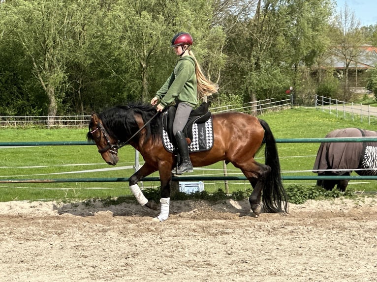 Andalusian Stallion 7 years 14,2 hh Brown in Issum