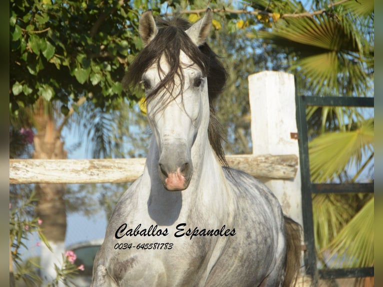 Andalusian Stallion 7 years 15,1 hh Gray in Vejer de la Frontera
