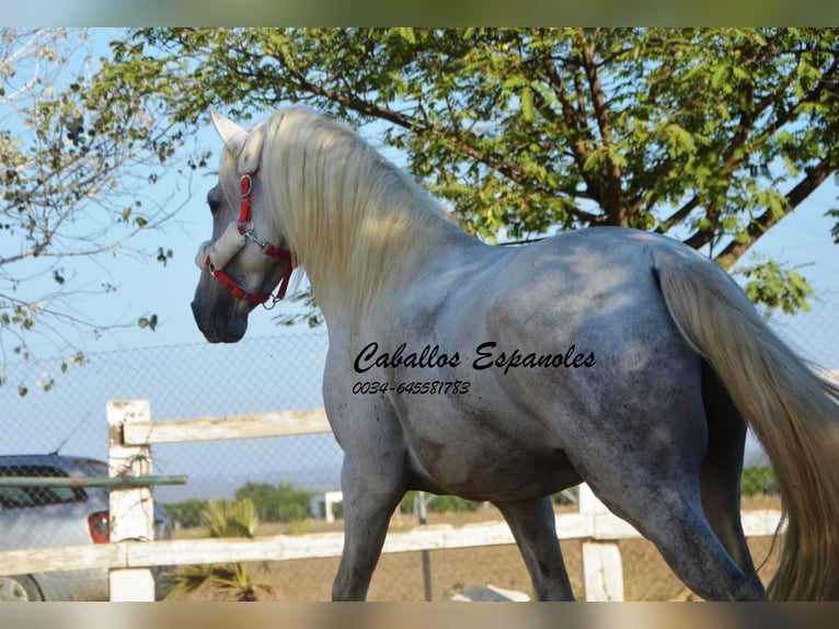 Andalusian Stallion 7 years 15,1 hh Gray in Vejer de la Frontera