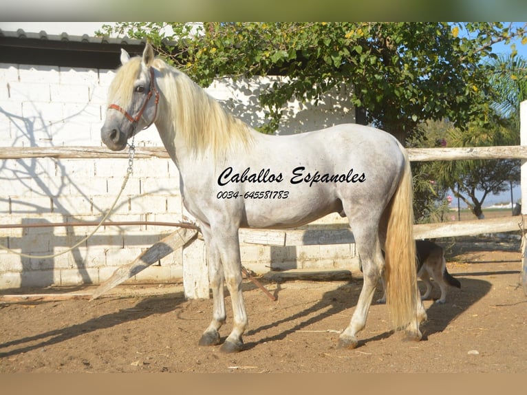 Andalusian Stallion 7 years 15,1 hh Gray in Vejer de la Frontera