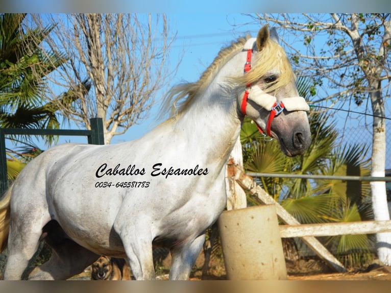 Andalusian Stallion 7 years 15,1 hh Gray in Vejer de la Frontera