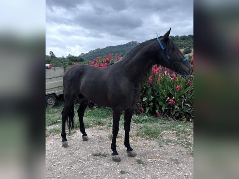 Andalusian Stallion 7 years 15,2 hh Black in Navalcan