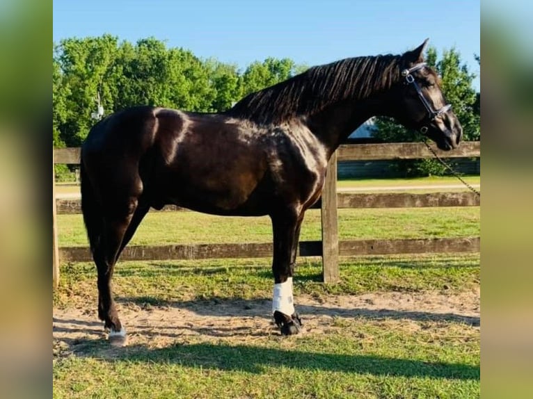 Andalusian Stallion 7 years 15.3 hh Black in wellington