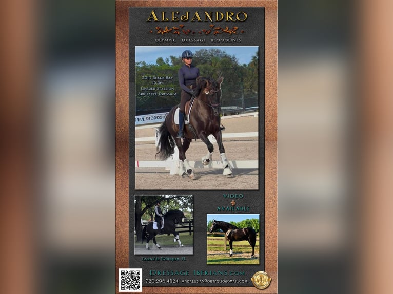 Andalusian Stallion 7 years 15.3 hh Black in wellington