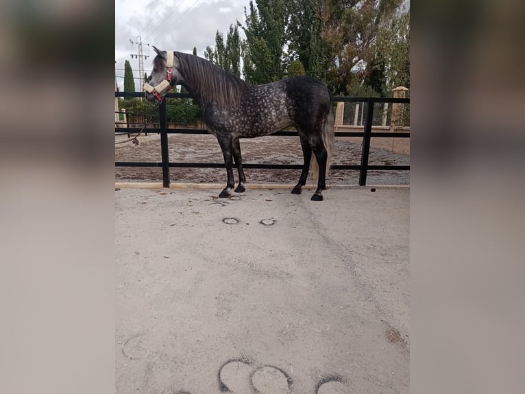 Andalusian Stallion 7 years 15,1 hh Gray-Dapple in Canet D&#39;Adri