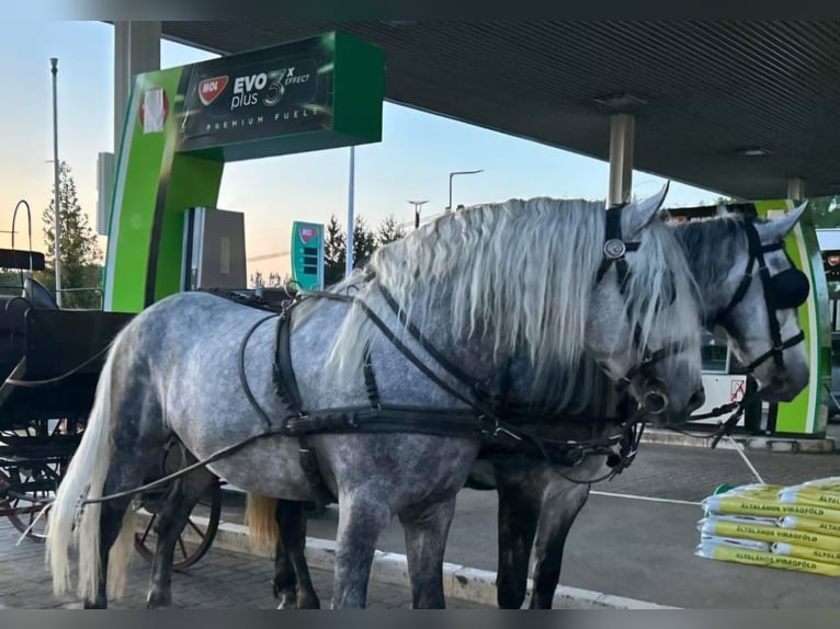 Andalusian Mix Stallion 7 years 15,2 hh Gray in Rechnitz