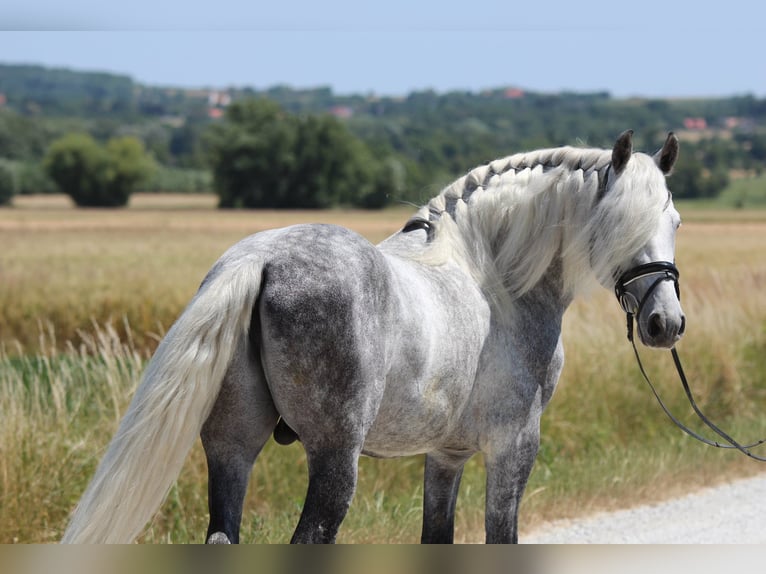 Andalusian Stallion 7 years 15,2 hh Gray in Rechnitz