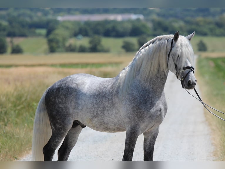 Andalusian Stallion 7 years 15,2 hh Gray in Rechnitz
