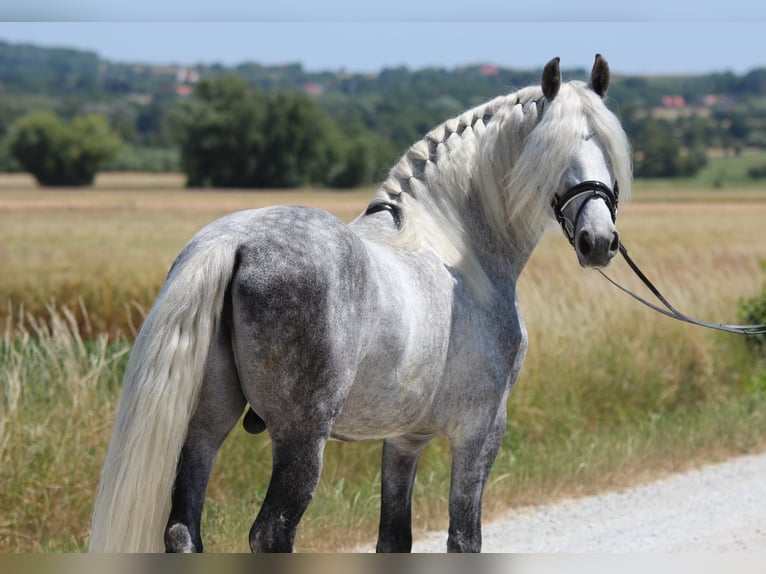 Andalusian Stallion 7 years 15,2 hh Gray in Rechnitz