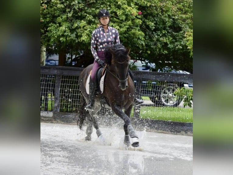 Andalusian Stallion 7 years 15,3 hh Black in wellington