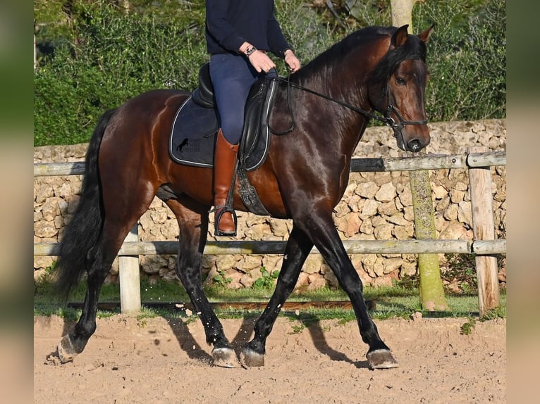 Andalusian Stallion 7 years 16.1 hh Brown in Menorca