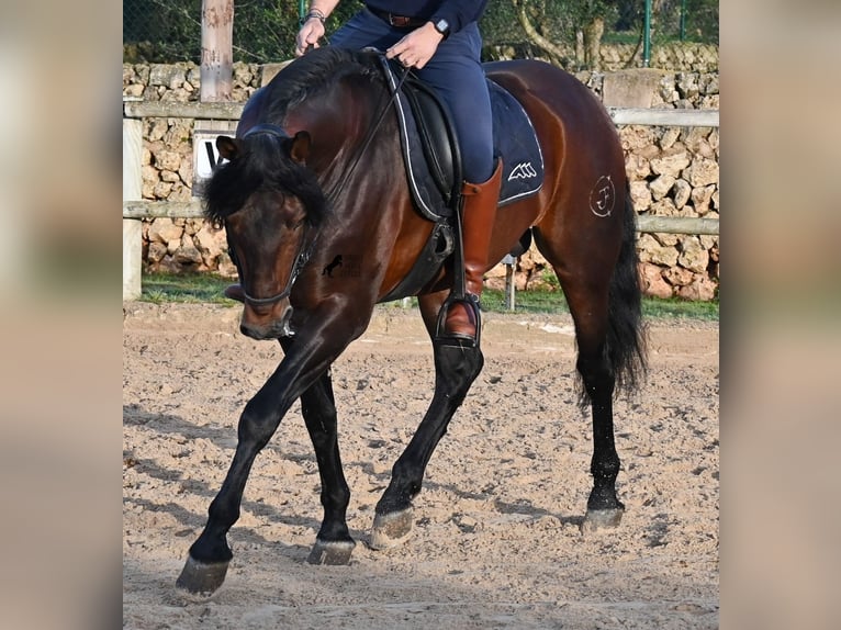 Andalusian Stallion 7 years 16.1 hh Brown in Menorca
