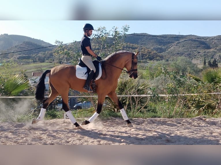 Andalusian Stallion 7 years 16,1 hh Dun in Malaga