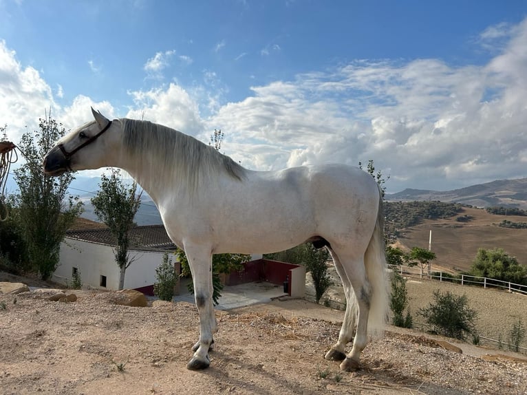 Andalusian Stallion 7 years 16,2 hh Gray in Villanueva de la Concepción
