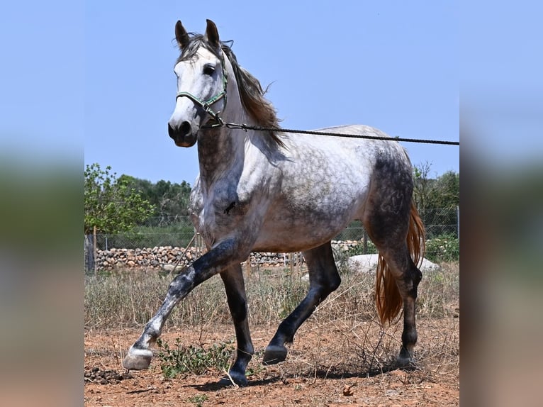 Andalusian Stallion 7 years 16.2 hh Grey in Mallorca