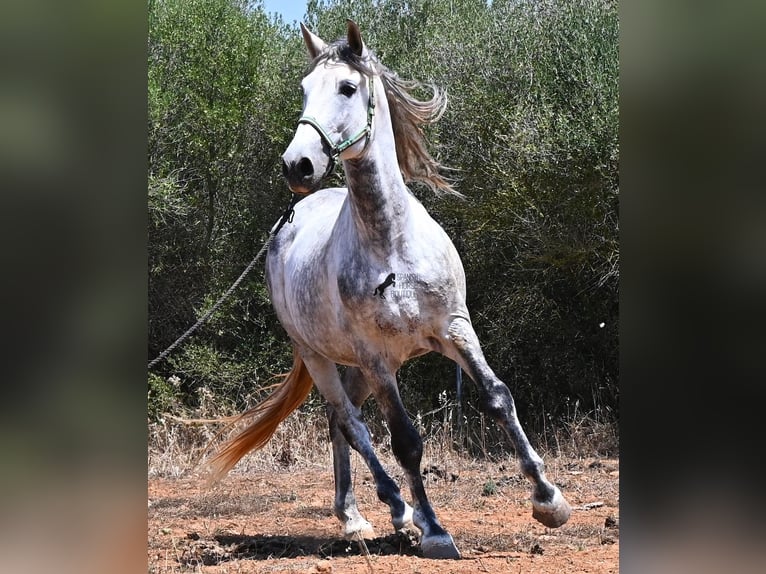 Andalusian Stallion 7 years 16.2 hh Grey in Mallorca