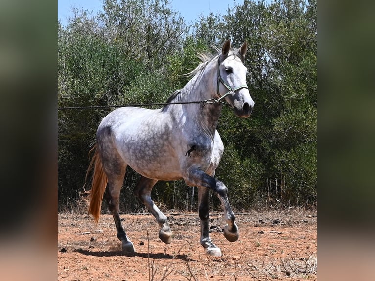 Andalusian Stallion 7 years 16.2 hh Grey in Mallorca