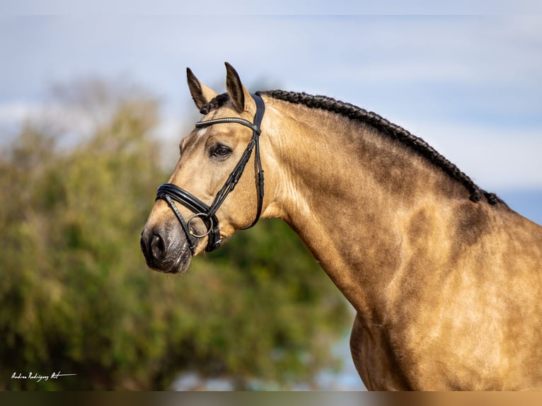 Andalusian Stallion 7 years 16,3 hh Buckskin in Barcelona