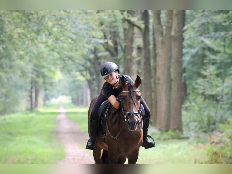 Andalusian Stallion 7 years 16 hh Brown in Sm