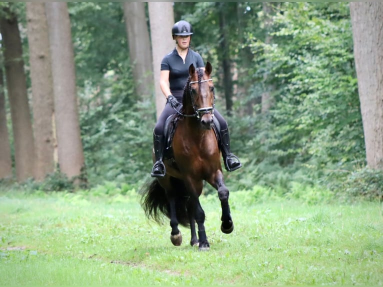 Andalusian Stallion 7 years 16 hh Brown in Sm