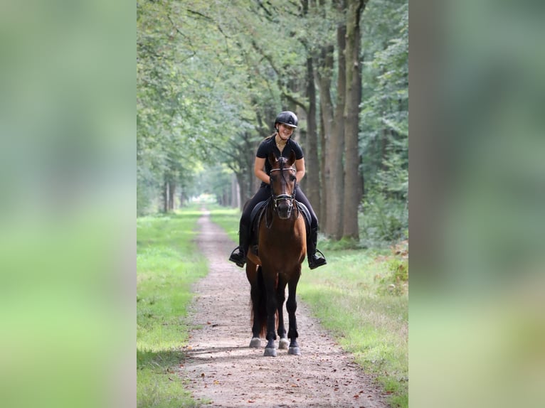 Andalusian Stallion 7 years 16 hh Brown in Sm