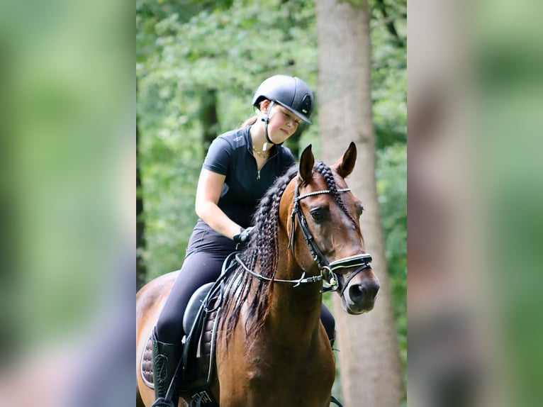 Andalusian Stallion 7 years 16 hh Brown in Sm