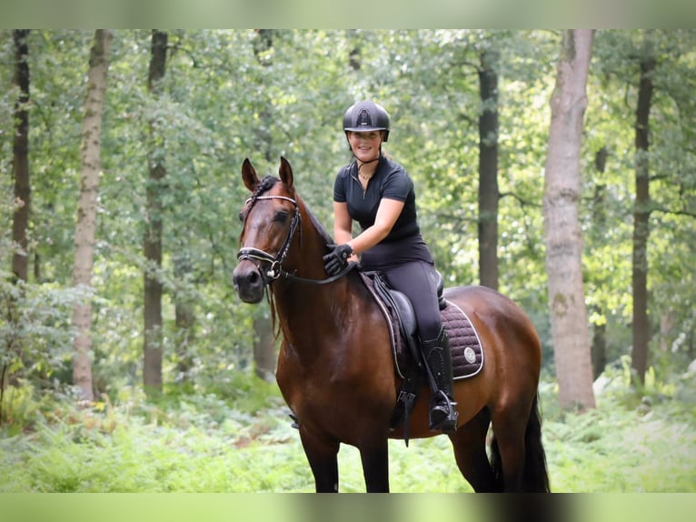 Andalusian Stallion 7 years 16 hh Brown in Sm