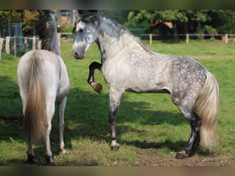 Andalusian Stallion 7 years 16 hh Can be white in Aitrang