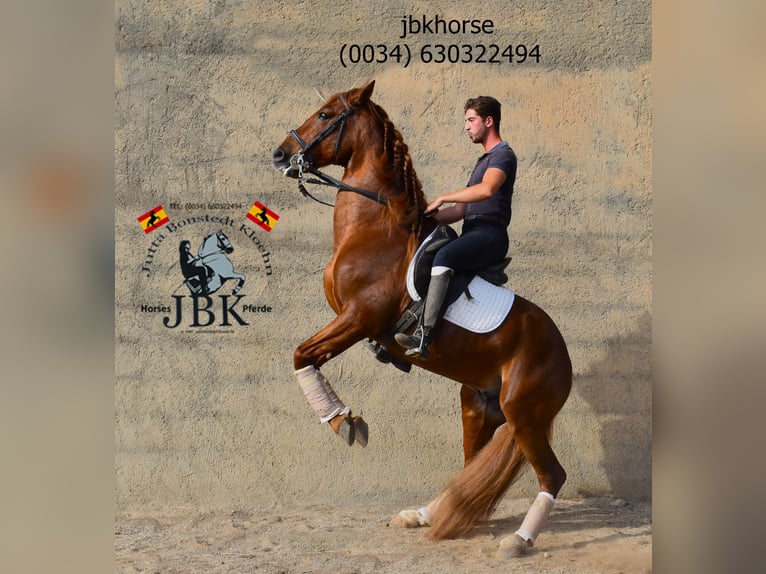 Andalusian Stallion 7 years 16 hh Chestnut-Red in Tabernas Almeria