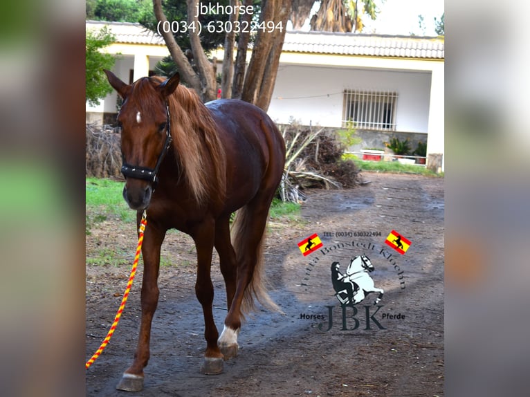 Andalusian Stallion 7 years 16 hh Chestnut-Red in Tabernas Almeria