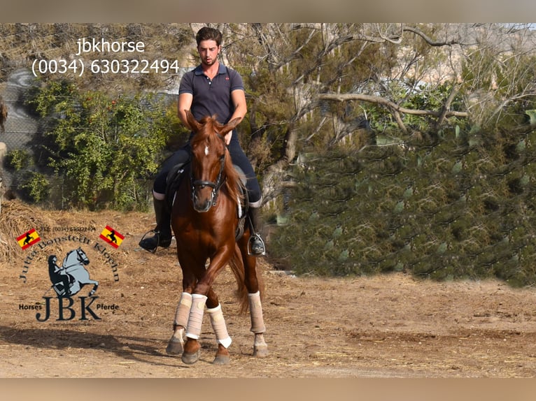 Andalusian Stallion 7 years 16 hh Chestnut-Red in Tabernas Almeria