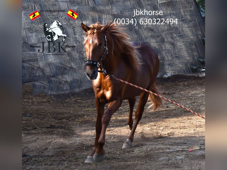 Andalusian Stallion 7 years 16 hh Chestnut-Red in Tabernas Almeria