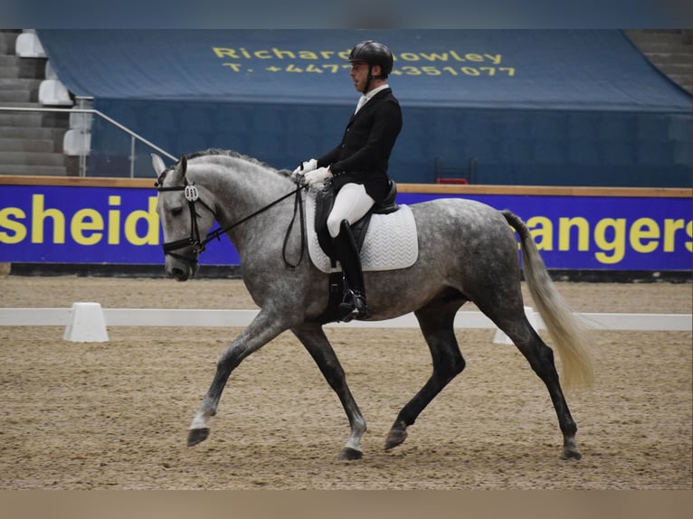 Andalusian Stallion 7 years 16 hh Gray-Dapple in Namur