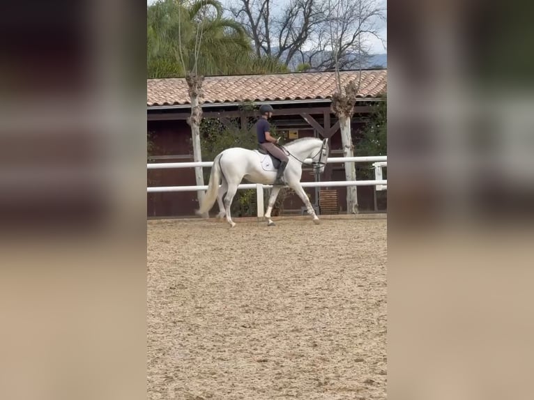 Andalusian Stallion 7 years 16 hh White in Ermelo
