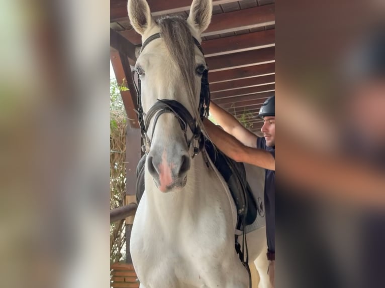 Andalusian Stallion 7 years 16 hh White in Ermelo