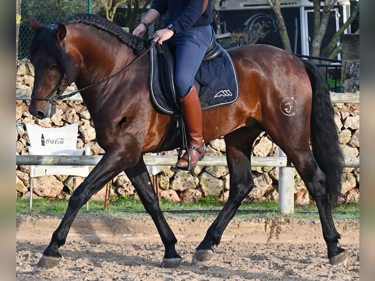 Andalusian Stallion 7 years 16,1 hh Brown in Menorca