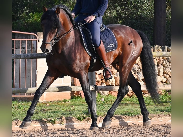 Andalusian Stallion 7 years 16,1 hh Brown in Menorca