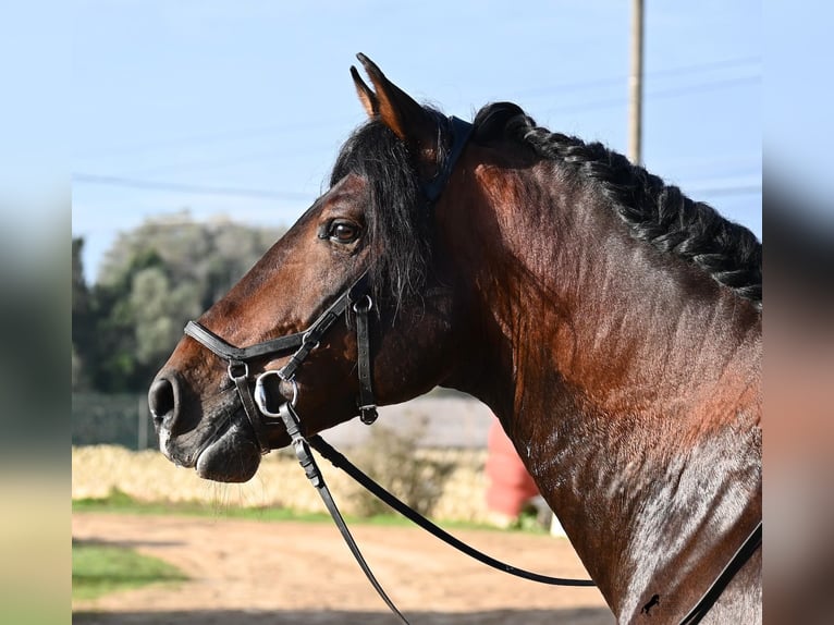 Andalusian Stallion 7 years 16,1 hh Brown in Menorca